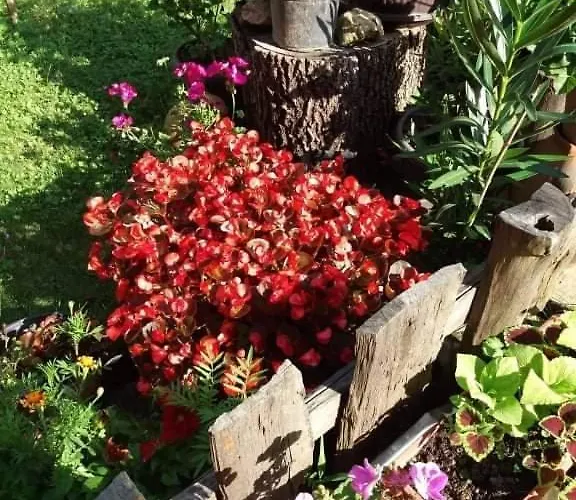 Valja Mare Moma Golubac